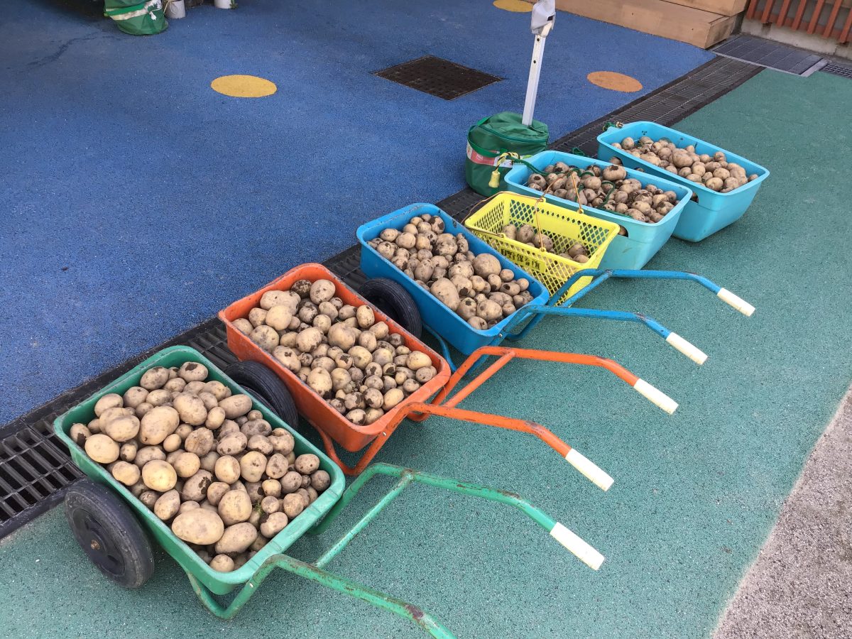 じゃがいも掘りをしました🥔 | 日野保育園