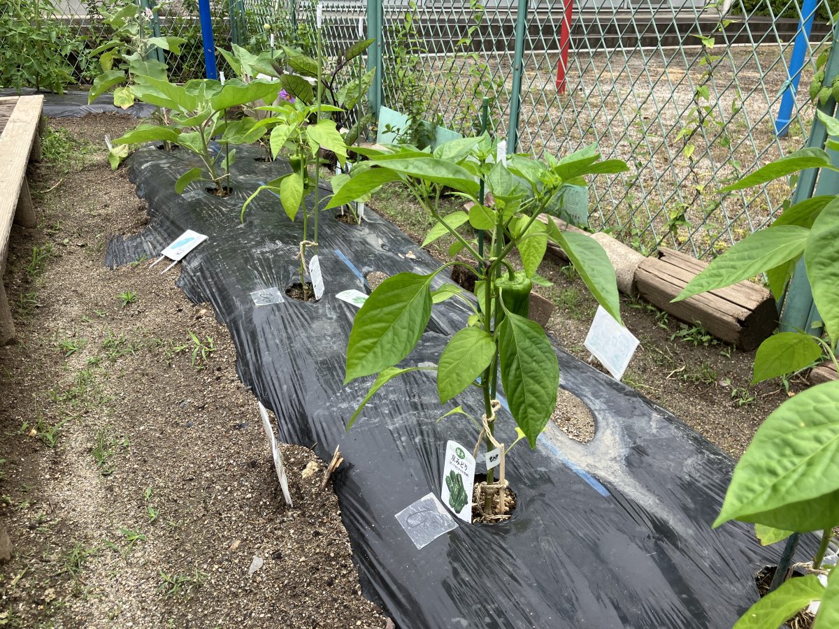 夏野菜、収穫始まる | 長森北保育園