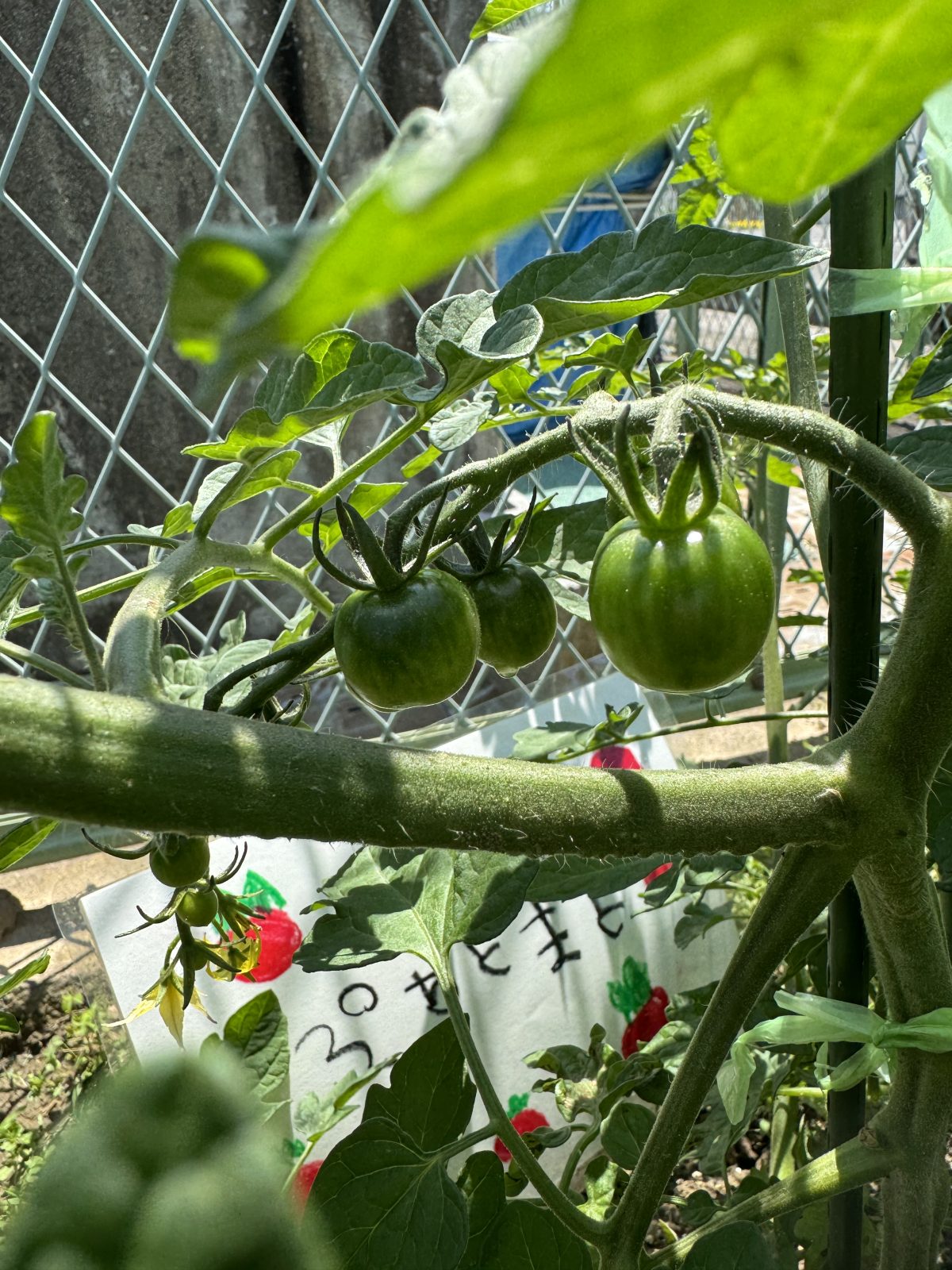 夏野菜を収穫しました🍅 | 日野保育園