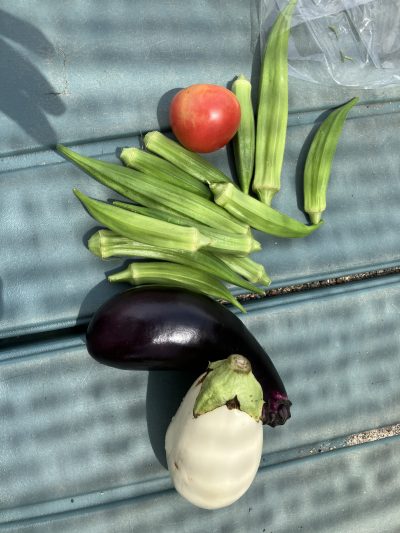 夏野菜、豊作、とうもろこしの皮むき | 長森北保育園