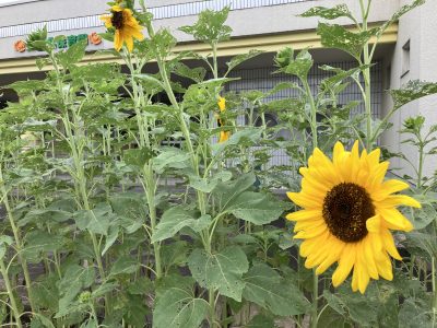 ちょっと涼しくなって「水遊び」＆「園庭遊び」 | 長森北保育園