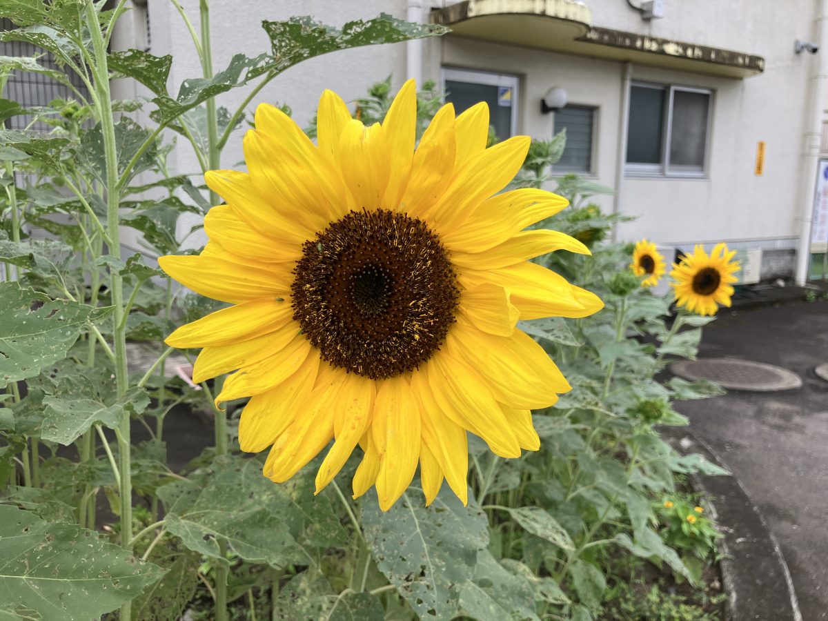 ９月元気会、子ども達も向日葵も元気いっぱい！ | 長森北保育園