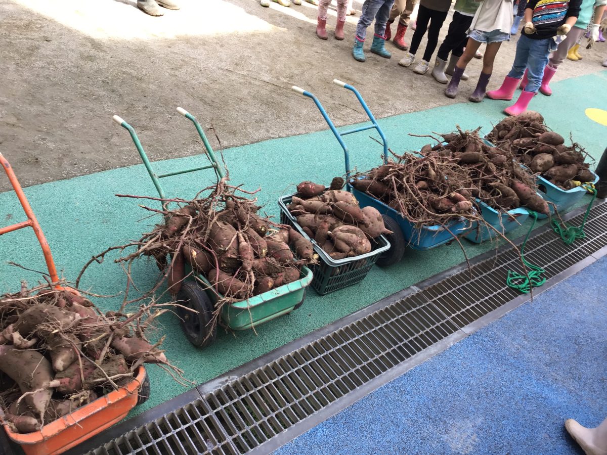 お芋掘り🍠 | 日野保育園