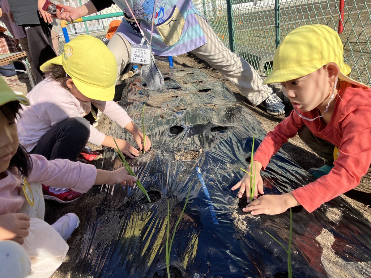 チューリップの球根とたまねぎの苗、植えたよ！ | 長森北保育園