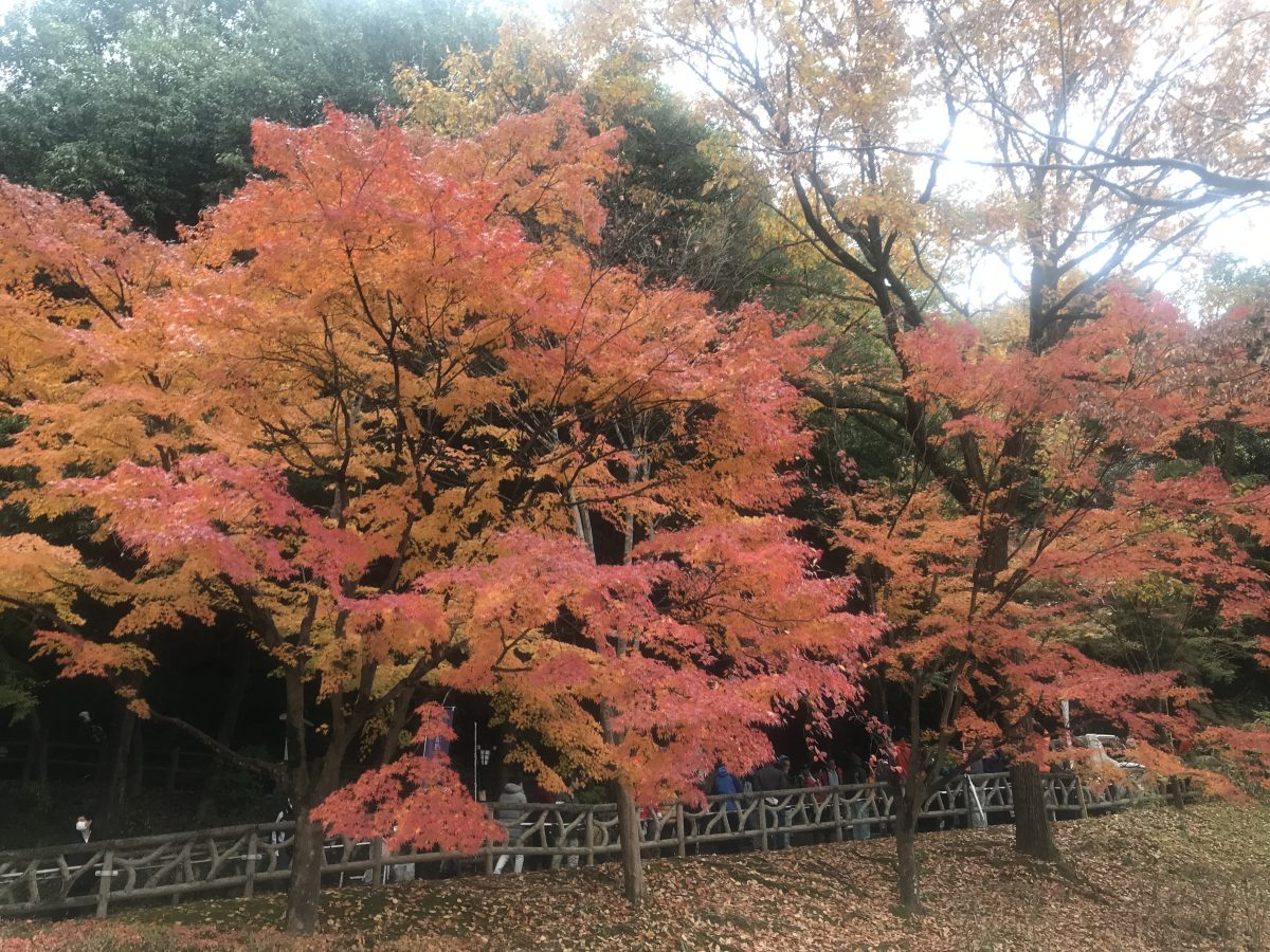 金華山周辺の修復・清掃活動 | 生活訓練はばたき